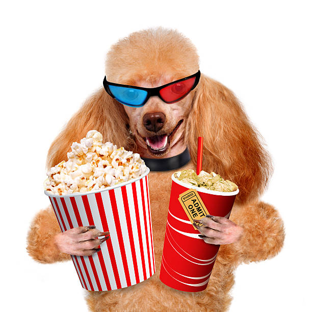 istock Dog watching a movie 484607501
