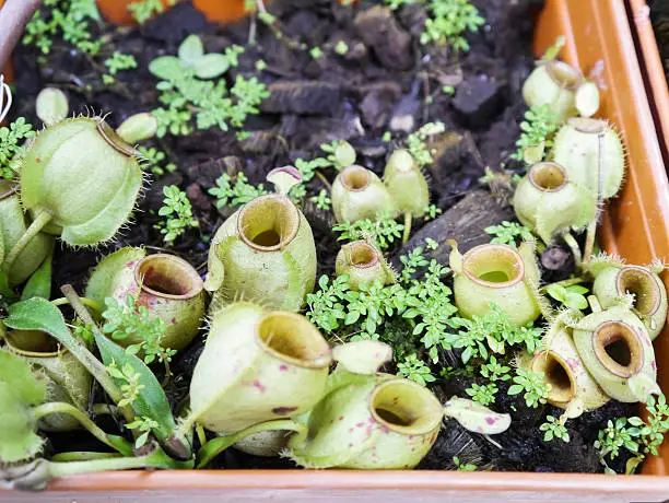 Nepenthes in pot.
