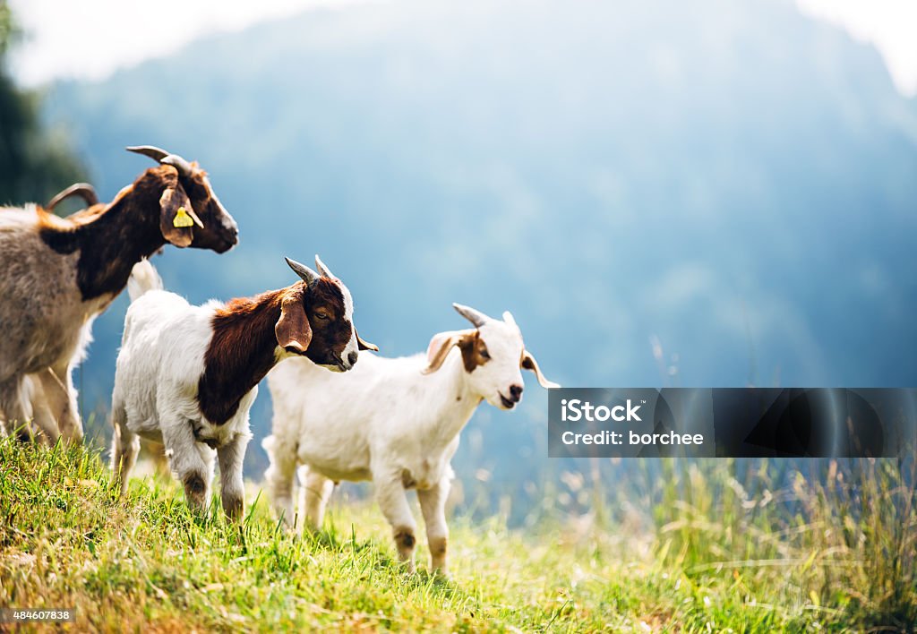 Mountain Goats On Pasture Group of white and brown goats on mountain pasture. Animals in natural environment. Goat Stock Photo