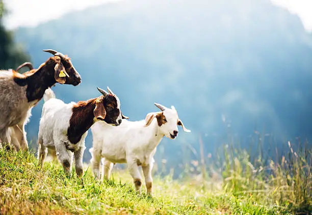 Group of white and brown goats on mountain pasture. Animals in natural environment.