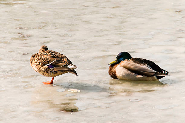 istock Drake and mallard on a melting frozen pond 484607973