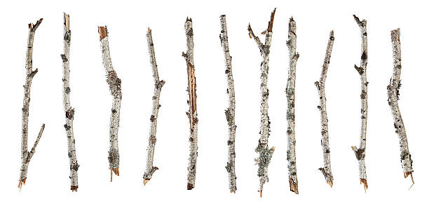 85,700+ Birch Tree Branch Stock Photos, Pictures & Royalty-Free Images -  iStock