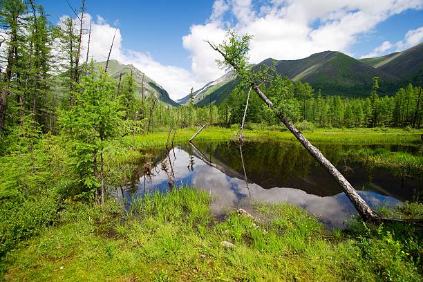 tajga in montagne sayan-buryatia-russia - hill grass heath moor foto e immagini stock