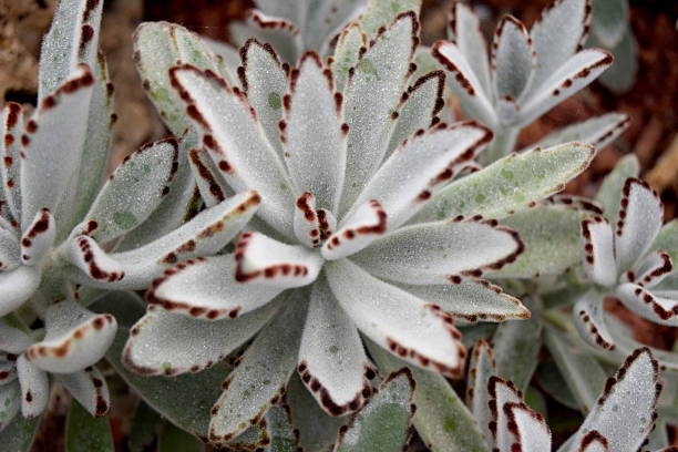 istock Arid plants - CRASSULACEAE , Kalanchoe tomentosa Baker 484610232
