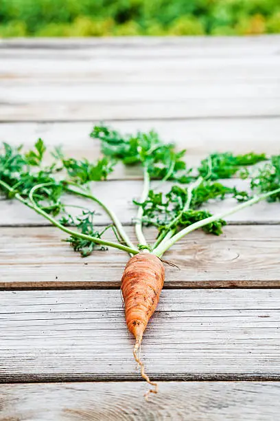 Natural organic carrot in the garden. Harvesting