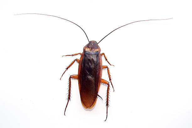 single back cockroach isolate on white background stock photo