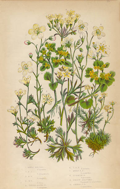 istock Saxifrage, Saxifraga, Rockfoil and Succulent Victorian Botanical Illustration 484614728