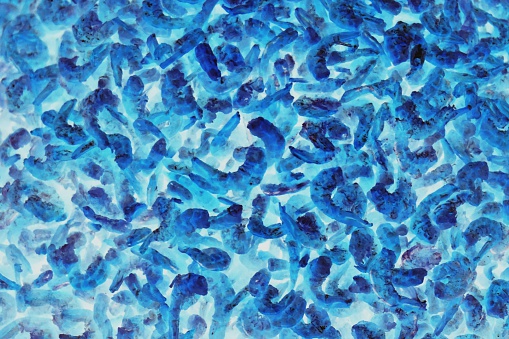 abstract dried salted prawn dye in blue