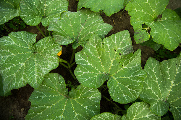 zucca butternut - orgainic foto e immagini stock