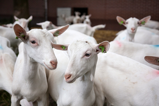 herd of curious white goats outside farm in holland