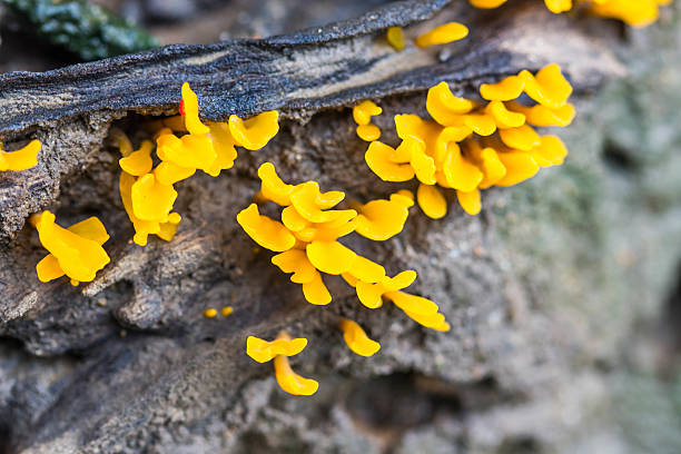 istock yellow mushrooms in the forest 484618102