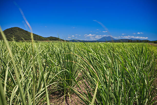 istock Green field by far away mountains 484618115