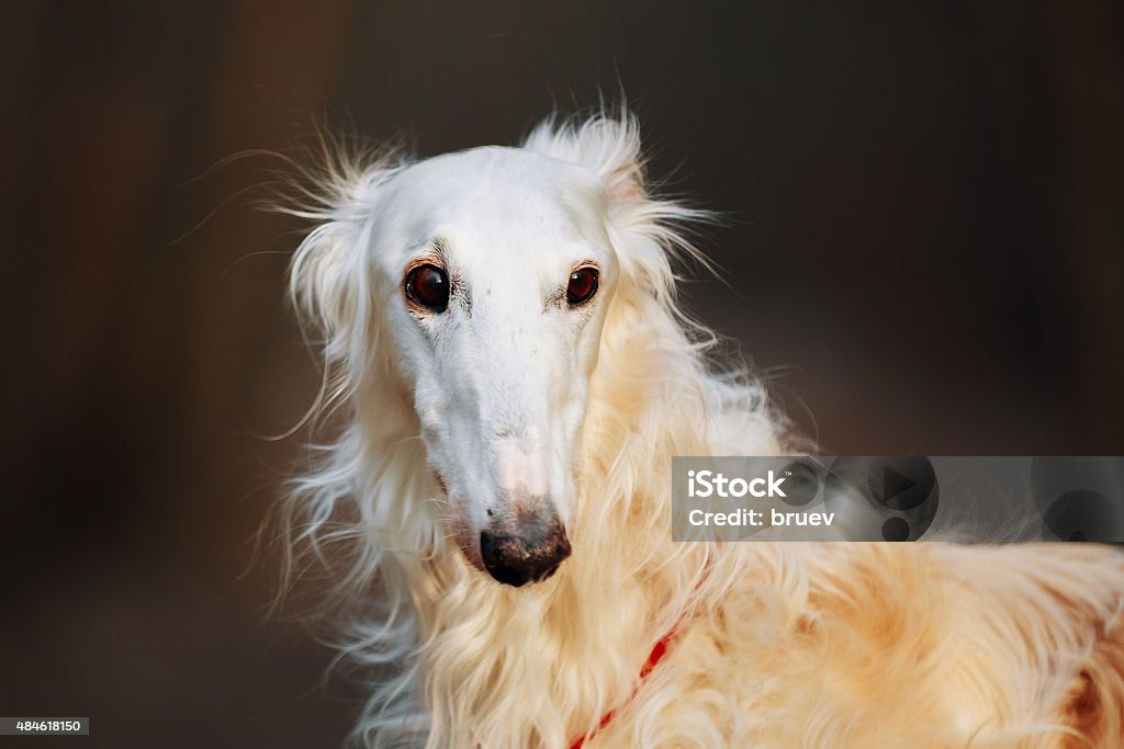 Manners Skylight Vie Dog Russian Borzoi Wolfhound Head Outdoors Spring Autumn Time Stock Photo -  Download Image Now - iStock