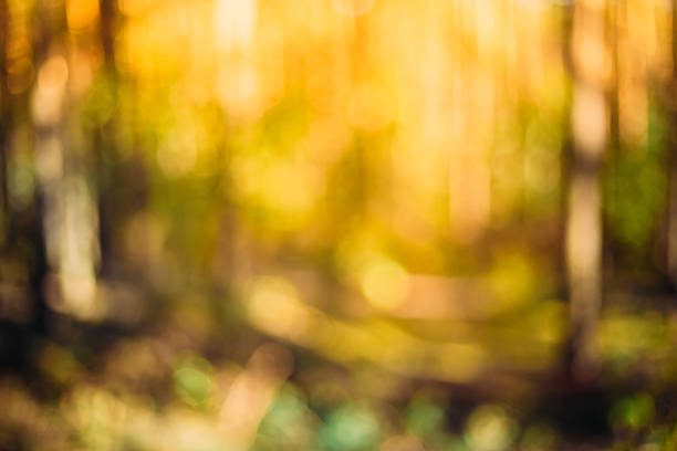 istock Fall Forest Woods Under Sunlight Sunset Sunrise, Russian Nature 484618154