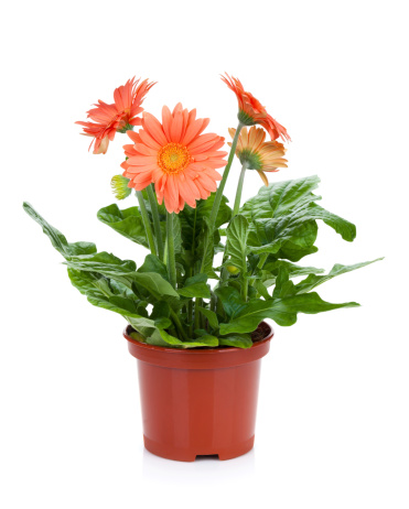 Gerbera in flowerpot. Isolated on white background