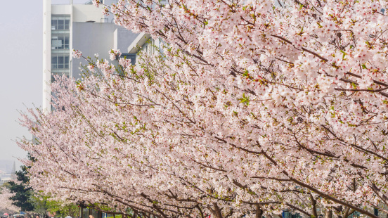 Spring flowers series, Cherry Blossom in Tongji University, Shanghai, China.