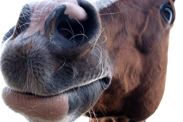 Horses Mouth Close up of a horses mouth snout stock pictures, royalty-free photos & images