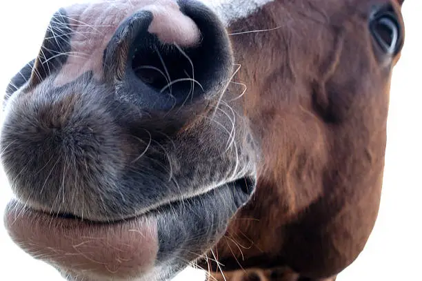 Close up of a horses mouth