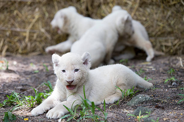 istock Pride of White Lion Cubs 484618444