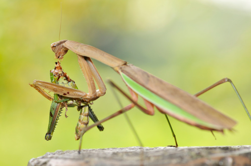 Beutiful green praying mantis (mantis religiosa) perches on a garden hedge