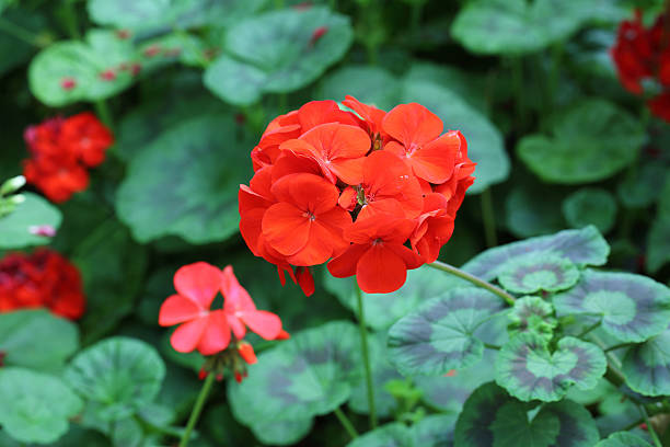 istock Close up of beautiful red flowers 484618568