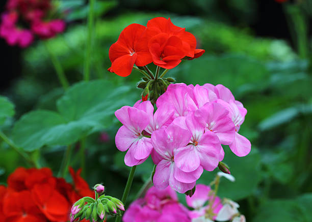 istock beautiful red flowers, beautiful pink flowers 484618590