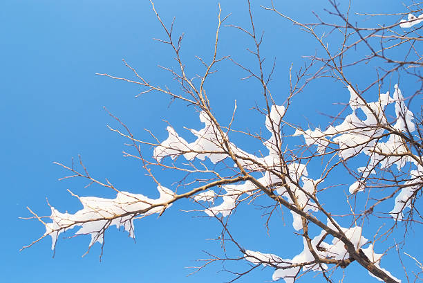 Winter Trees stock photo