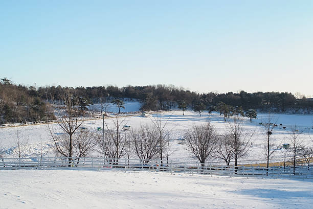 Winter meadow stock photo