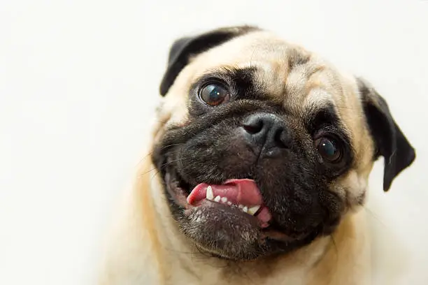 Pug with head tilted, looking at camera. Shallow depth of field, focus on eyes.