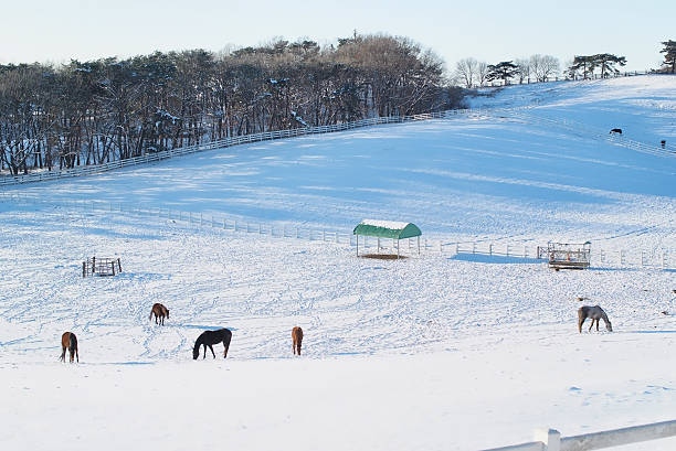 Winter meadow stock photo