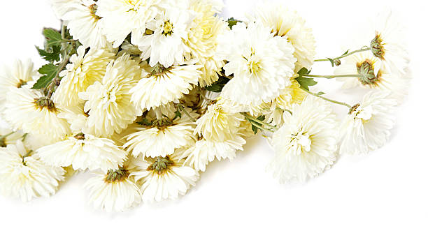 istock Bouquet of white flowers, chrysanthemums. 484619455