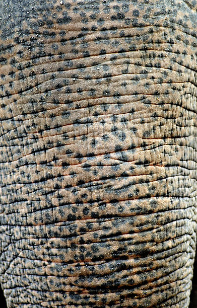 istock closeup shot of an elephant skin (forehead and nose) 484619549