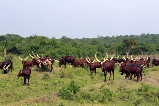 A herd of Ankole-Watusi, also known as Ankole longhorn, in a field near Lake Mburo in Uganda.