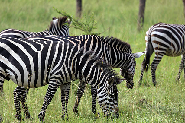 istock Uganda: Zebras grazing on grass near Lake Mburo 484619899