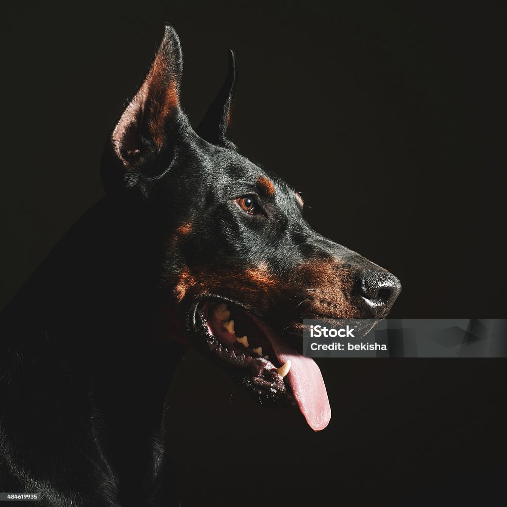 Doberman portrait Close up portrait of male Doberman Doberman Pinscher Stock Photo