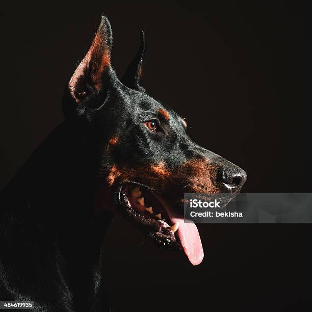 Doberman Portrait Stock Photo - Download Image Now - Doberman Pinscher, Part Of, Animal