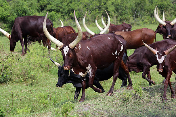 istock Uganda: Herd of Ankole-Watusi (Ankole longhorn) 484620349