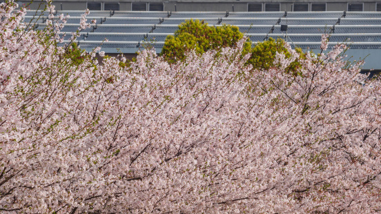 Spring flowers series, Cherry Blossom in Tongji University, Shanghai, China.