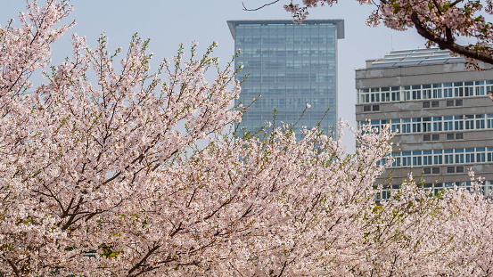 Spring flowers series, Cherry Blossom in Tongji University, Shanghai, China.