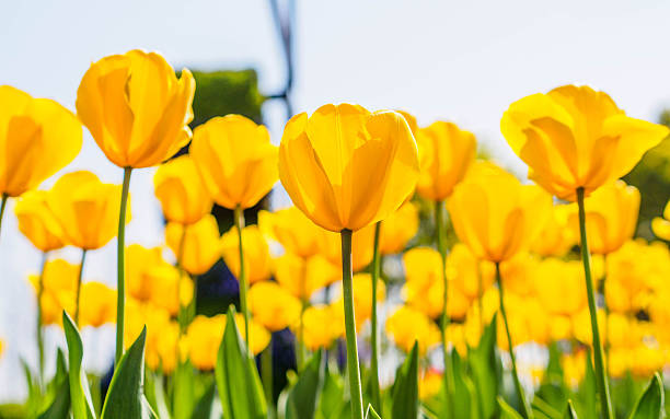 istock Spring flowers series, yellow tulips against strong sun shine 484620665