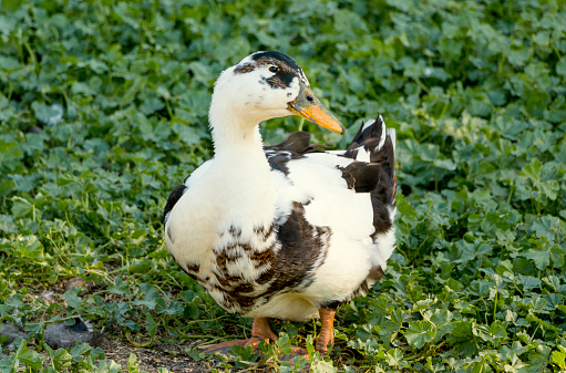 Duck on green grass
