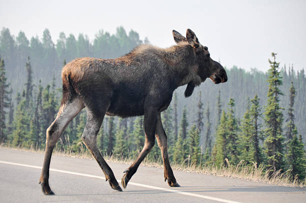 Wild moose crossing the road, Denali national park, Alaska Wild moose crossing the road, Denali national park, Alaska alces alces gigas stock pictures, royalty-free photos & images