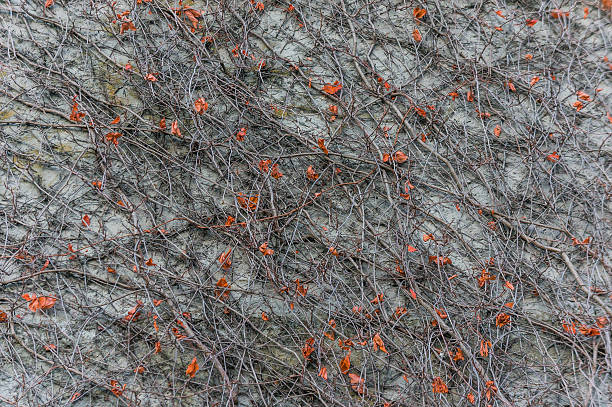 istock Pattern of dry ivy liana on the wall 484622602