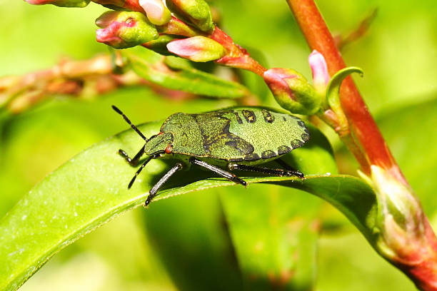 istock Heteroptera Palomena prasina 484622727