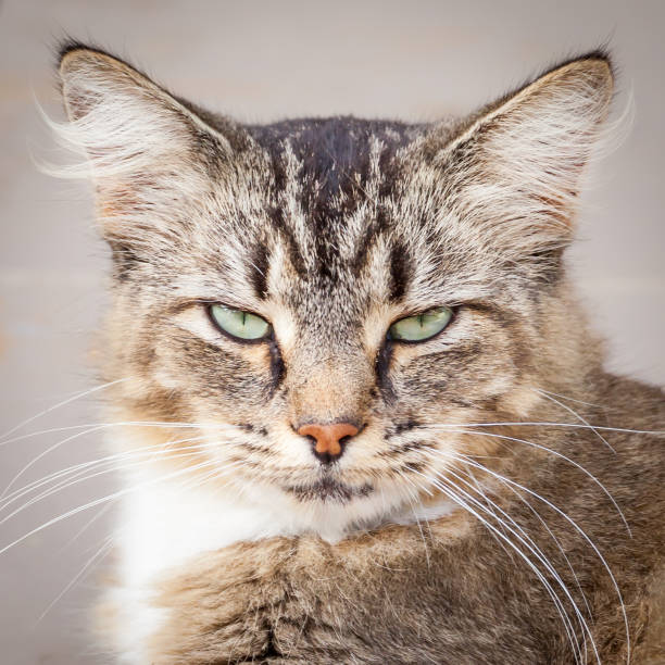 istock Happy Brown, Black and White Tabby Cat 484623841