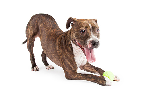 A very playful Staffordshire Bull Terrier Dog with a yellow tennis ball bowing at an angle to the camera