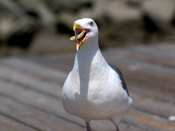 Seagull Catching a French Fry