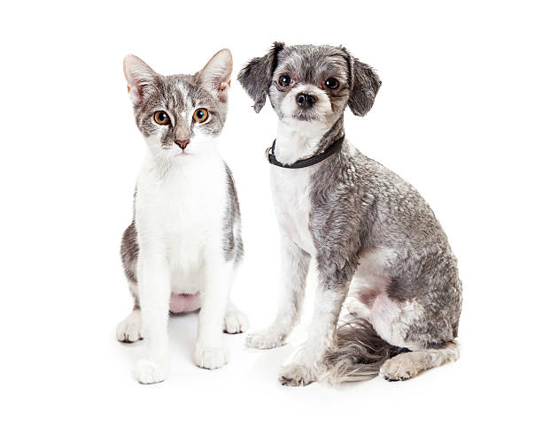 istock Cute Grey Kitten and Puppy Sitting Together 484623942