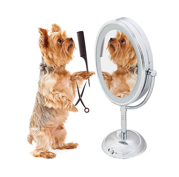 istock Dog Grooming Himself in Mirror 484623996