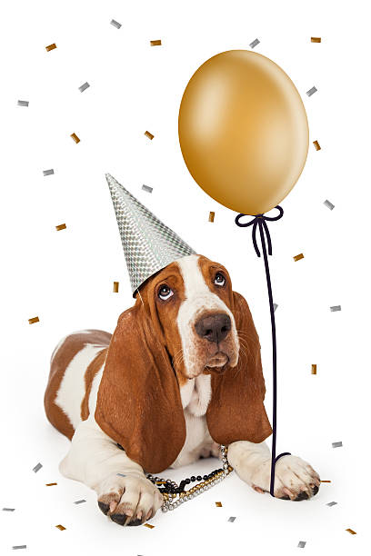 istock Party Basset Hound With Balloon 484624032